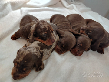 Cuccioli di bassotto con pedigree ENCI