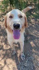 Tipo golden Retriver maschio