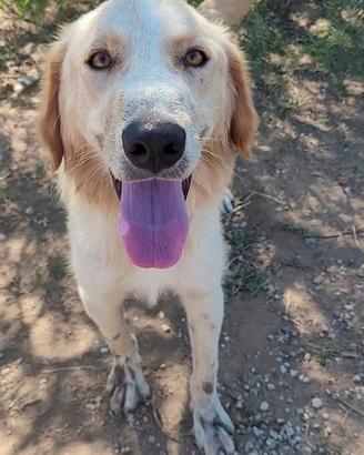 Tipo golden Retriver maschio