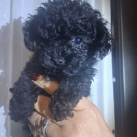 Barboncino total black