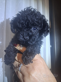 Barboncino total black