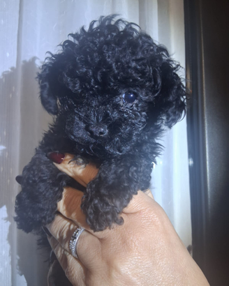 Barboncino total black