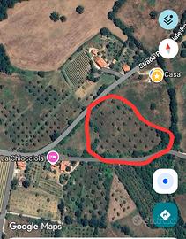 Oliveto a Poggio Murella