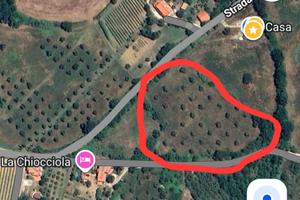Oliveto a Poggio Murella