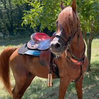 Stallone purosangue arabo