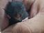 Immagine 3