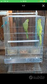 Coppia collari ancestrali