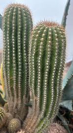 3 Piantine diverse a scelta  vedi foto