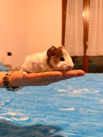 Cuccioli porcellini india