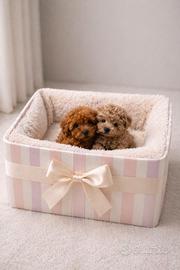 Barboncini mini toy red e albicocca disponibili