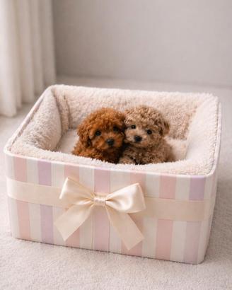 Barboncini mini toy red e albicocca disponibili