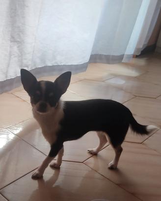 Chiwawa Toy femmina