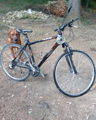 bicicletta KTM