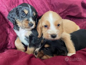Cuccioli di cocker spaniel con Pedigree Enci