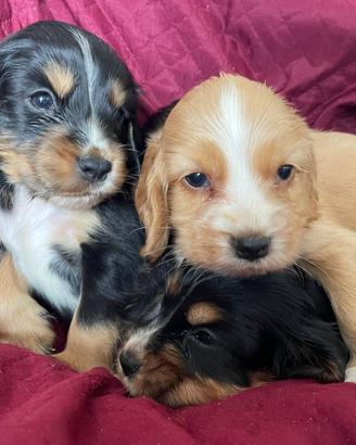 Cuccioli di cocker spaniel con Pedigree Enci