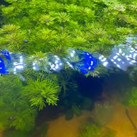 PIANTINE ACQUARIO