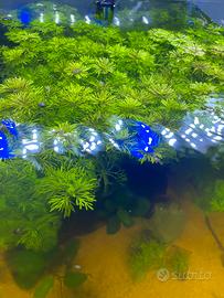 PIANTINE ACQUARIO