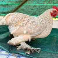 Due galline calzate originali da mostra in privat