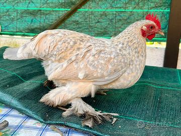 Due galline calzate originali da mostra in privat