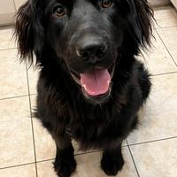 Lola, cane femmina mix in adozione