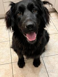 Lola, cane femmina mix in adozione