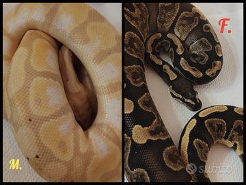 Pitoni reali (Python Regius)