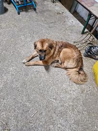 Cane da compagnia