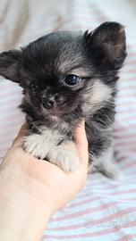 Chihuahua pelo lungo