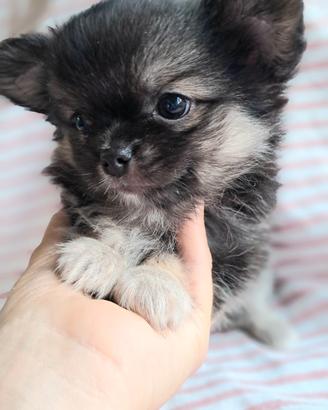 Chihuahua pelo lungo