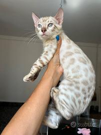 Gatto bengala snow di quattro mesi