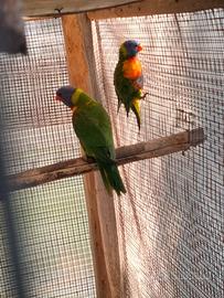 Coppia lori arcobaleno