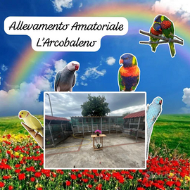 Allevamento Amatoriale L'Arcobaleno