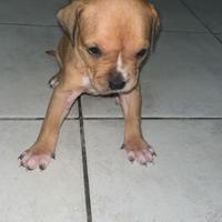 Cuccioli pitbull