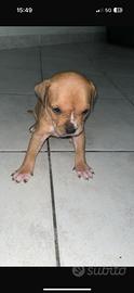 Cuccioli pitbull