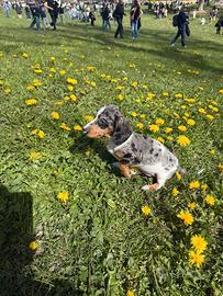 Bassotto nano femmina Arlecchino con difetto