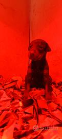 Cuccioli Dobermann Altengarde