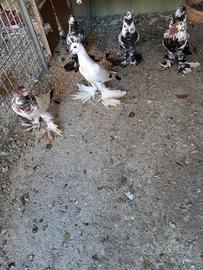 Colombi ornamentali 2023