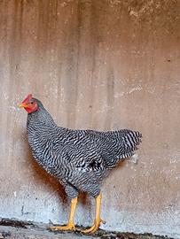 Gallo
