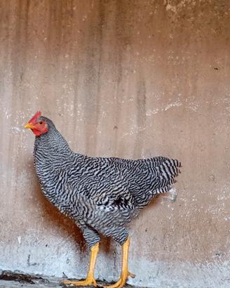 Gallo