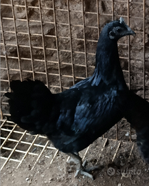 Galline Cemani