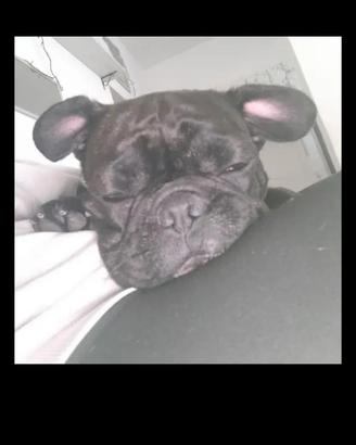 Bulldog francese