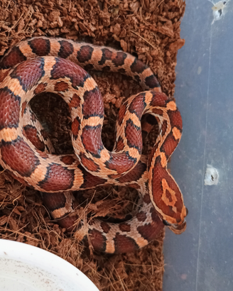 Serpente del grano