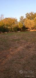 Terreno agricolo con ulivi loc Porchiano TR