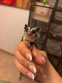 Petauri dello zucchero