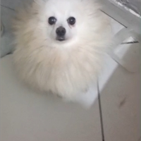 Spritz pomerania