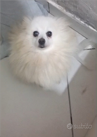 Spritz pomerania