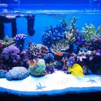 Vasca Acquamar 240 + sump + vasca osmosi