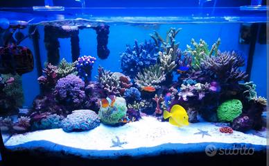 Vasca Acquamar 240 + sump + vasca osmosi