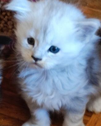 Cuccioli Maine coon