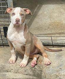 Cuccioli American Pitbull terrier